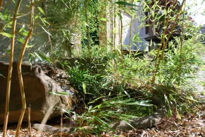 Image of Haus Grüne Idylle