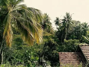 Image of Hilltop Bungalow