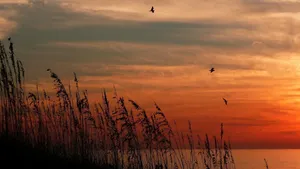 Image of Crystal Palms 201