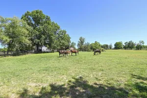 Image of Cozy Georgetown Cottage on a Working Horse Farm!