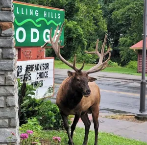 Image of Rolling Hills Lodge