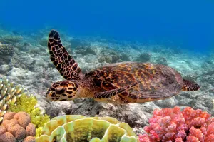 Image of Papakea K307