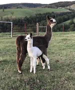 Image of Llama House