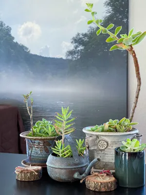 Image of The Wanderoo Lodge