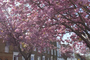 Image of Kensington Olympia Apartments