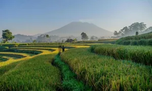 Image of Gladak di Uma Bali