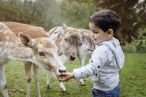 Image of Vakantiepark Dierenbos