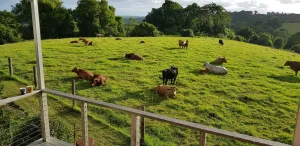 Image of "Seasons of Maleny B&B"