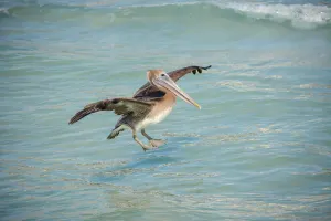 Image of Elegantly decorated waterfront home with pool and spa