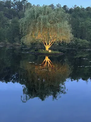 Image of Swan Lake Resort