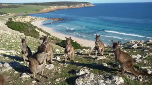 Image of Waves & Wildlife Cottages Kangaroo Island