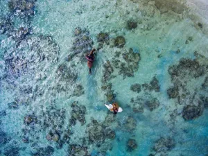 Image of Maui Palms