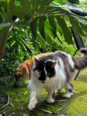 Image of The Cosy Garden