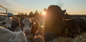 Image of Farmstay Farm Experience - close to Grafton CBD. Quiet and peaceful large house