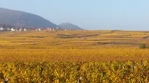 Image of In the heart of cultural and gourmet Alsace, HERRLISHEIM near COLMAR