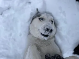 Image of Beautiful, Pet Friendly, Game Room, Great Wifi - Happy Husky Hideaway