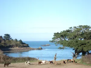 Image of lezardrieux appart. 4\/5 people seaside + garden