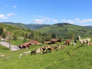 Image of Chalet familial à La Bresse, proche randonnées, WIFI, animaux admis - FR-1-589-425