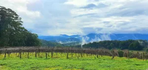 Image of \"KiNam Vinea\" - A Farm Stay in the Yarra Valley