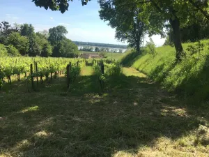 Image of Vineyard house, on the estuary shore