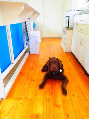 Image of Murrami Farm - Pet friendly inside and an enclosed yard.