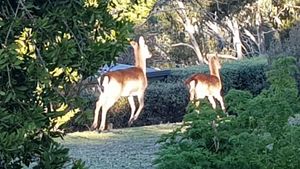 Image of Surrender Just 5 mins from the Mt Buller Gates Available all year round for Summer and Winter holida