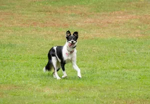 Image of Dog friendly hideaway in Bucks County near River