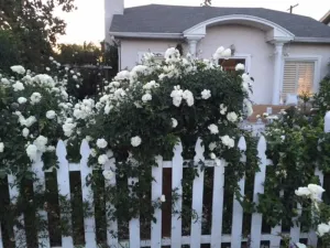 Image of Elegant White Cottage, Venice Beach, California