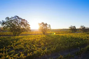 Image of Private Vineyard Residence - 10 minutes from Healdsburg