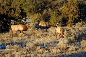 Image of Popular Vacation Rental At The Grand Canyon
