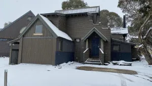 Image of Snow Daisy