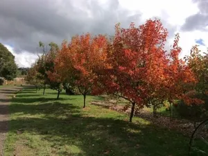 Image of Springfield Cottage - quiet getaway