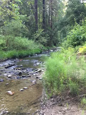 Image of Sweet Spot in the Santa Cruz Redwoods 10 minutes from the Ocean