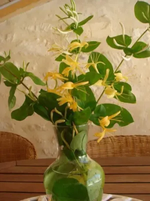 Image of Cottage *** 4 people with private garden in village Saintongeais estuary 5 km