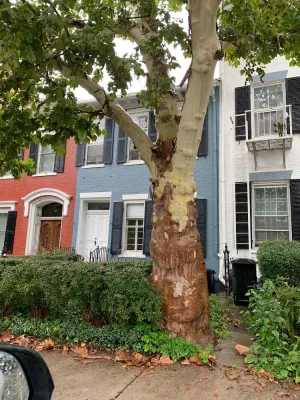 Image of Beautiful S. Main St. Historic Row House