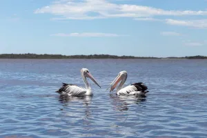 Image of Amazing Ansons Bay remote paradise for the family in the Bay of Fires area