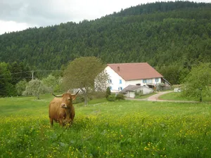 Image of Lodging in the heart of nature between forests and meadows
