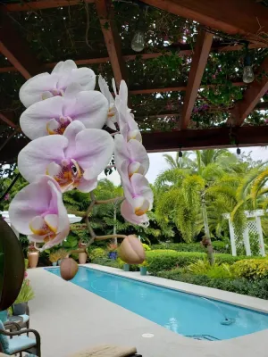 Image of Tropical Studio with Private Kitchen and Bath