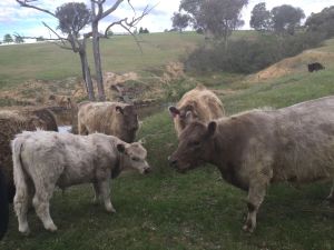 Image of Wallaroo Wines homestead in the vines<br>