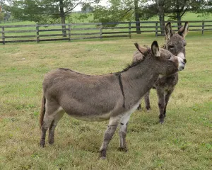 Image of Renovated train station on thoroughbred horse farm.