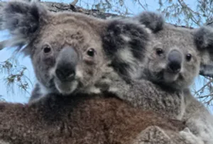 Image of Koala Corner. Comfy one bedroom studio set in landscaped gardens.