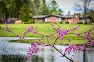 Image of We are a quiet ranch home that sits on 8 acres with firepit, pond and bar.