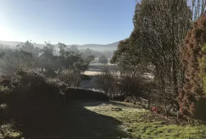 Image of Blue Cockatoo - Humble Home Peaceful View