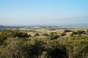 Image of SaltBush