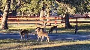 Image of \"Wanna see some DEER? Our Clean and Peaceful Guesthouse!