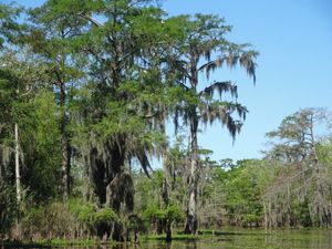 Image of New Guest House on Bayou w\/Hot tub & Spectacular view