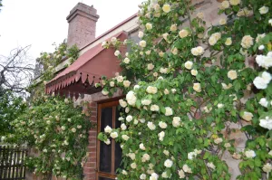 Image of Homely Cottage nestled in the award-winning Heritage Garden
