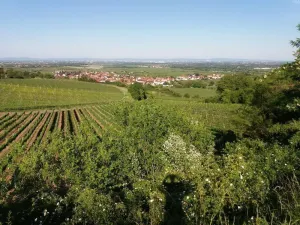 Image of Ferienwohnung Lingenfelder