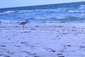 Image of Modern Condo Minutes From Clearwater Beach
