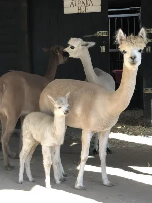 Image of Fun & vacation on the alpaca farm 2